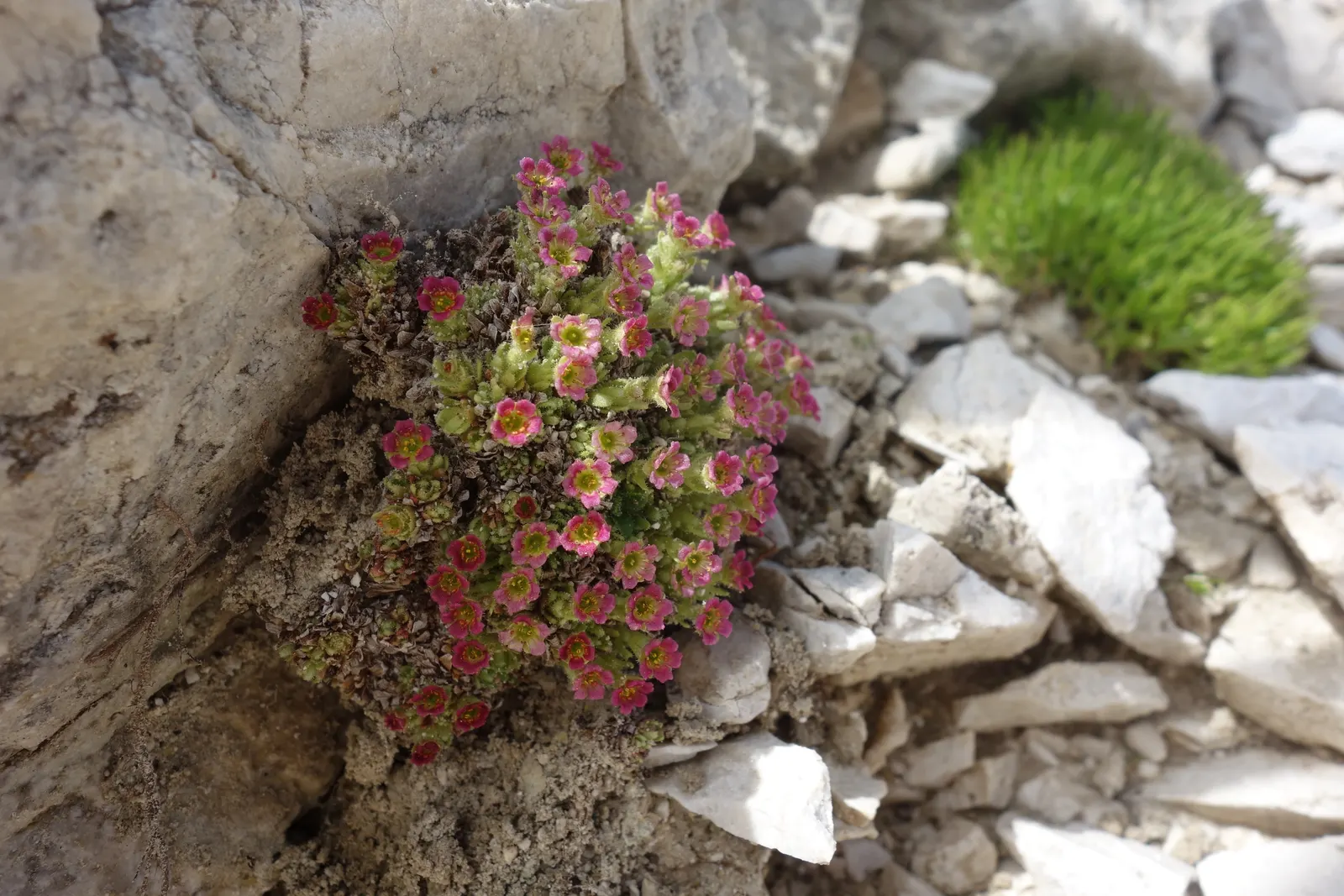 Rockfoil (Saxifraga X Arendsii) — The flowers can come in a range of colors including white; it prefers cooler conditions and should be protected from the hot