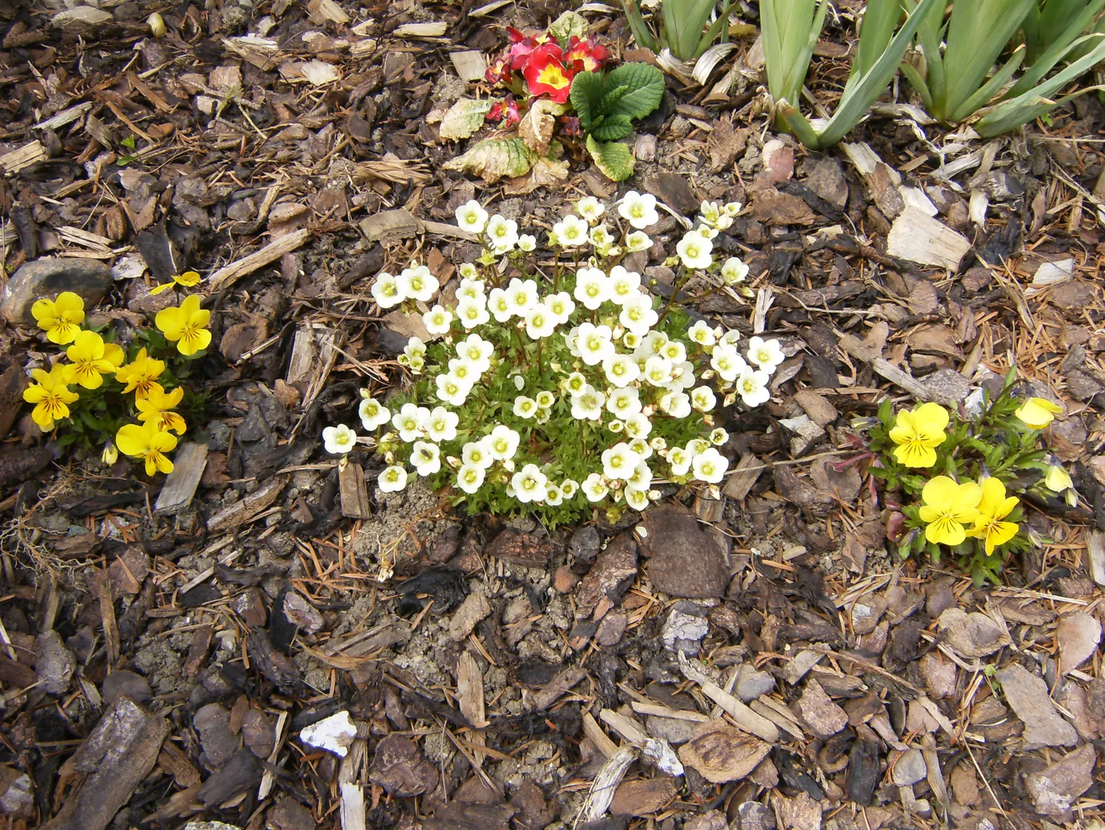 Rockfoil (Saxifraga X Arendsii) — The flowers can come in a range of colors including white