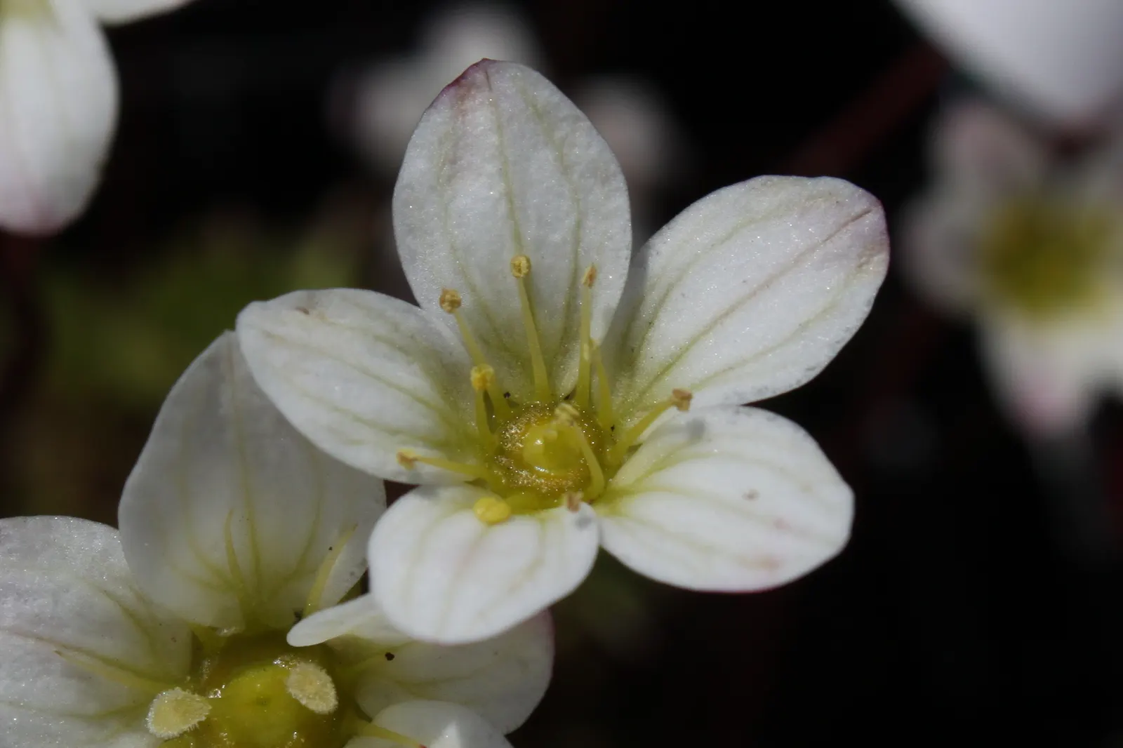 Rockfoil (Saxifraga X Arendsii) — this hardy plant thrives in USDA zones 4 through 8 and is an excellent choice for rock gardens; it prefers cooler, image 72