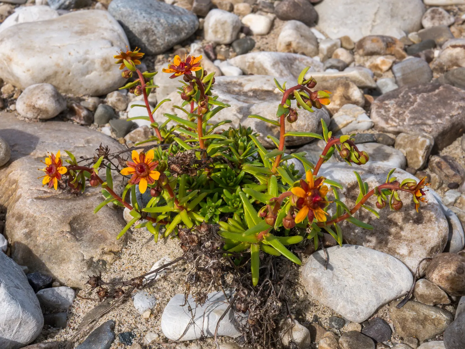 Rockfoil (Saxifraga X Arendsii) — It prefers cooler conditions and should be protected from the hot afternoon sun in warmer climates, image 144