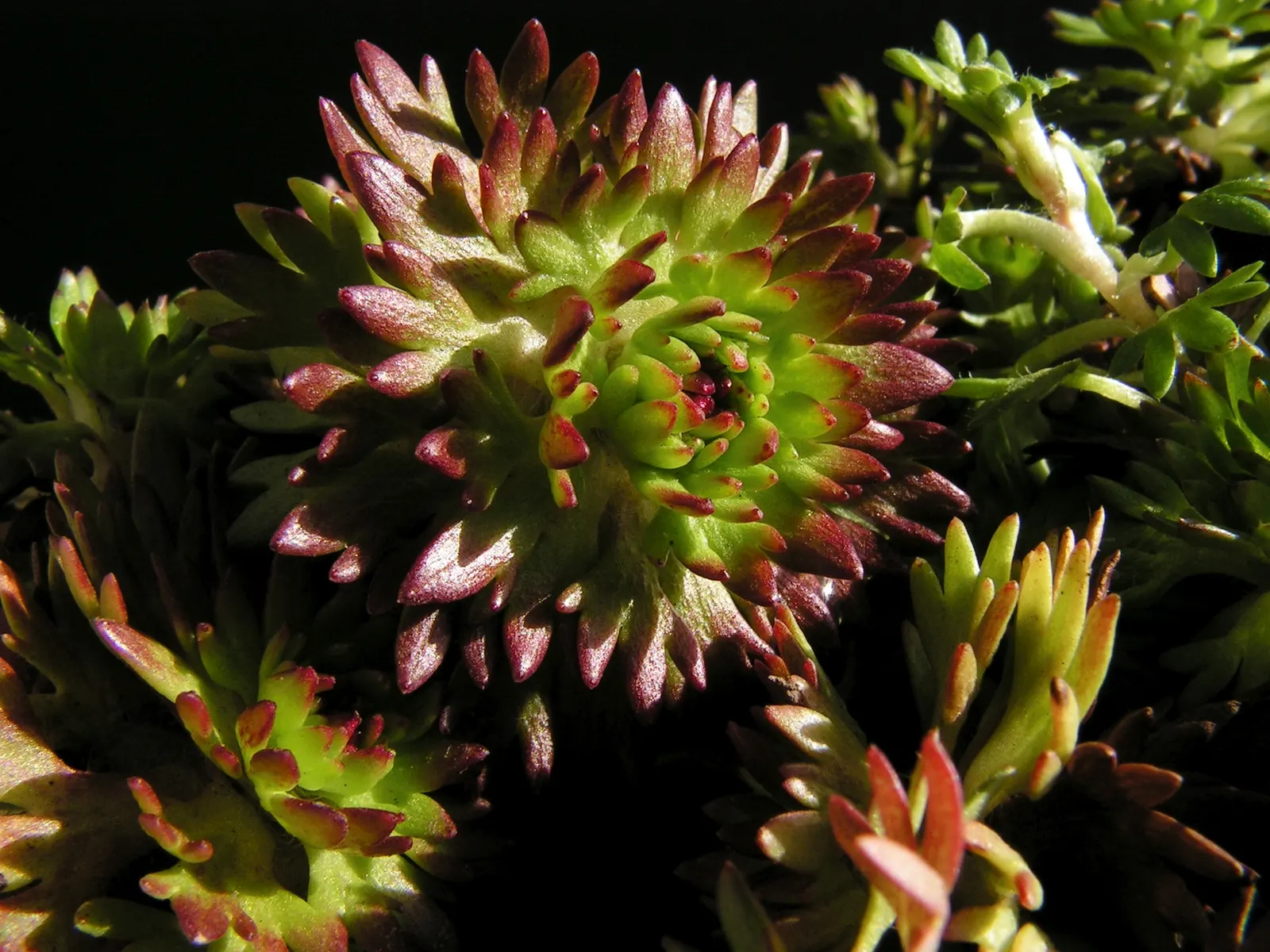 Rockfoil (Saxifraga X Arendsii) — moist soil and partial shade to full sun