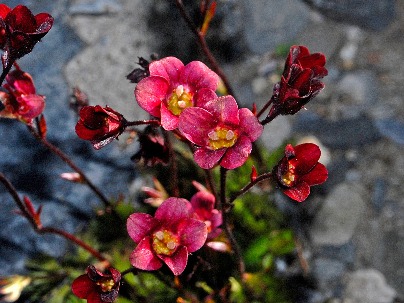 Rockfoil (Saxifraga X Arendsii) — Saxifraga x arendsii, commonly known as Rockfoil, is a resilient perennial ideal for rock gardens; moist soil and, image 148