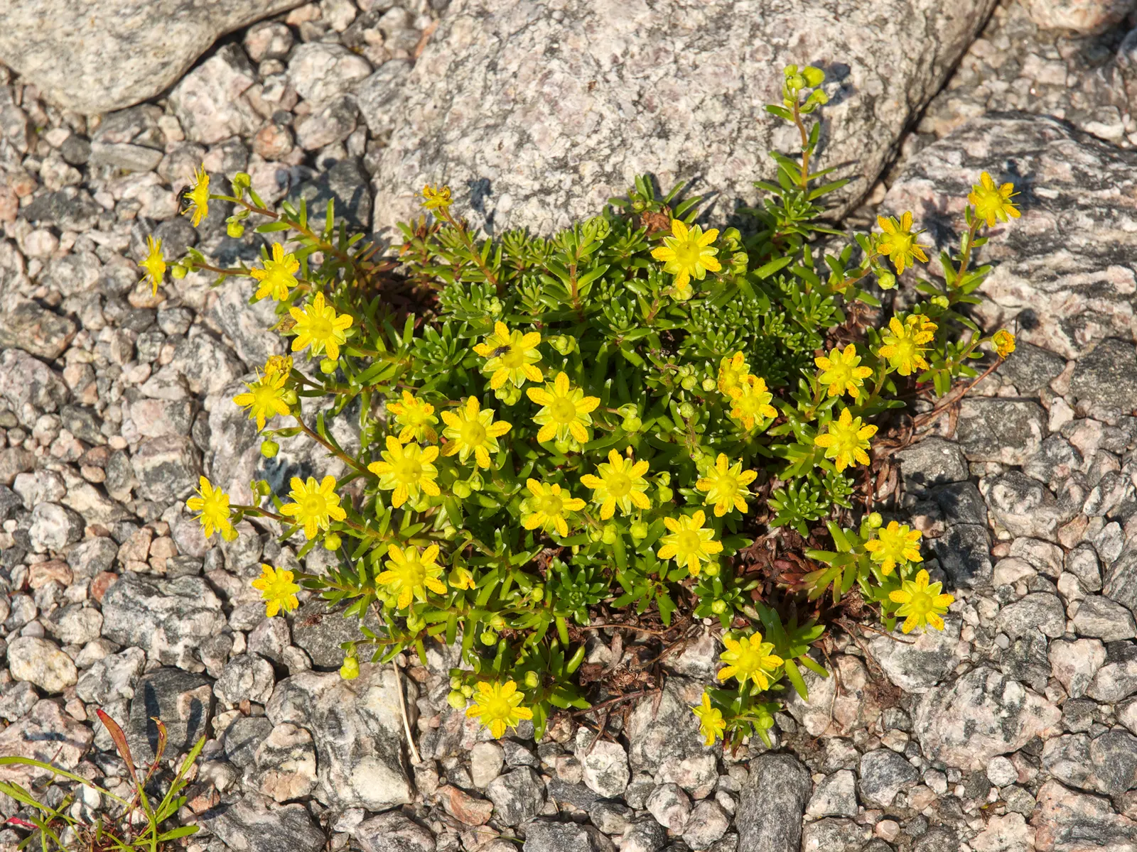 Rockfoil (Saxifraga X Arendsii) — Belonging to the Saxifragaceae family; the foliage of Saxifraga x arendsii is of particular interest