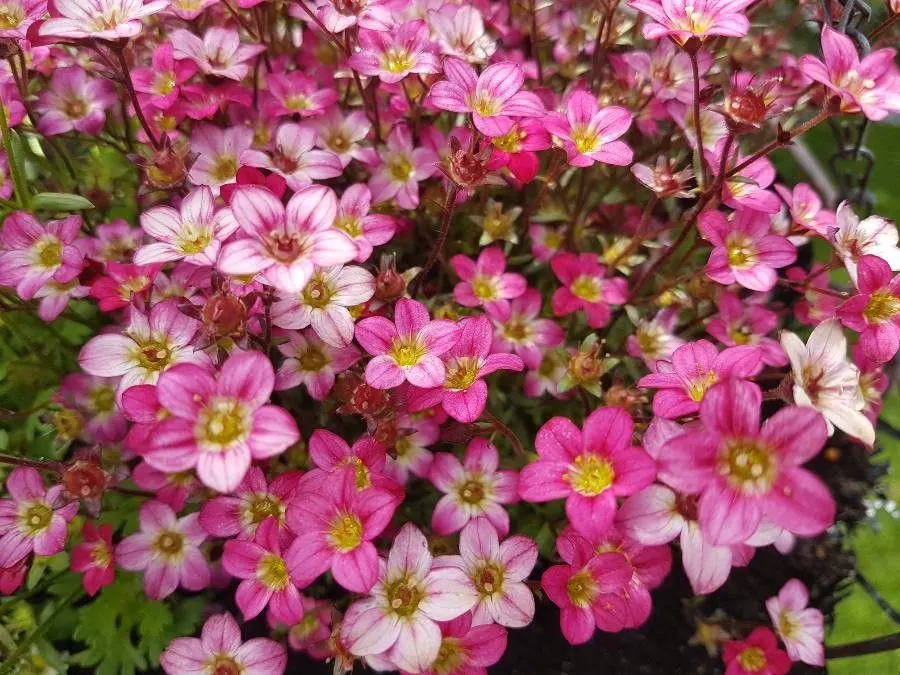 Rockfoil (Saxifraga X Arendsii) — making it a compact but impactful addition to the garden; moist soil and partial shade to full sun, image 73