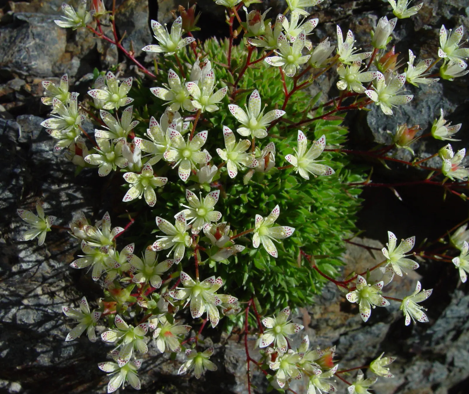 Rockfoil (Saxifraga X Arendsii) — Each plant produces delicate, five-petaled blooms that cluster on wiry stems well above the foliage; the foliage of Saxifraga