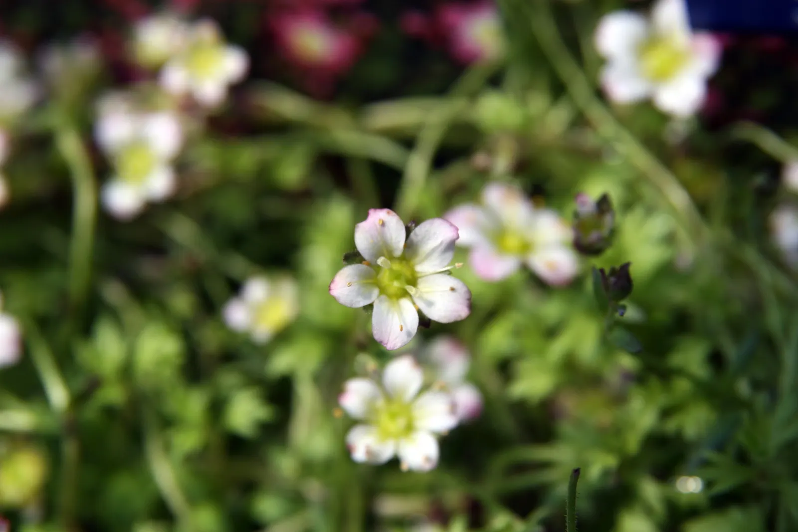 Rockfoil (Saxifraga X Arendsii) — rounded leaves that form a dense; it prefers cooler conditions and should be protected from the hot afternoon sun, image 96
