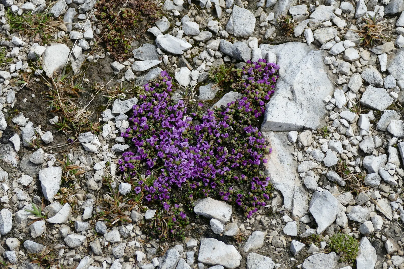 Rockfoil (Saxifraga X Arendsii) — Each plant produces delicate, five-petaled blooms that cluster on wiry stems well above the foliage; the foliage, image 119