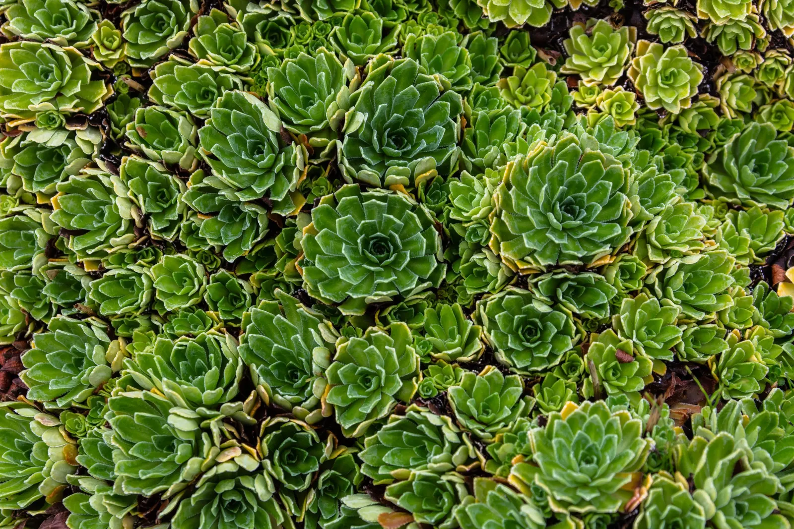 Rockfoil (Saxifraga X Arendsii) — star-shaped flowers in spring; the foliage of Saxifraga x arendsii is of particular interest, image 107