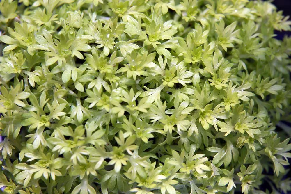 Rockfoil (Saxifraga X Arendsii) — is a charming perennial that adds a touch of whimsy and texture to any landscape design; moist soil and partial, image 70