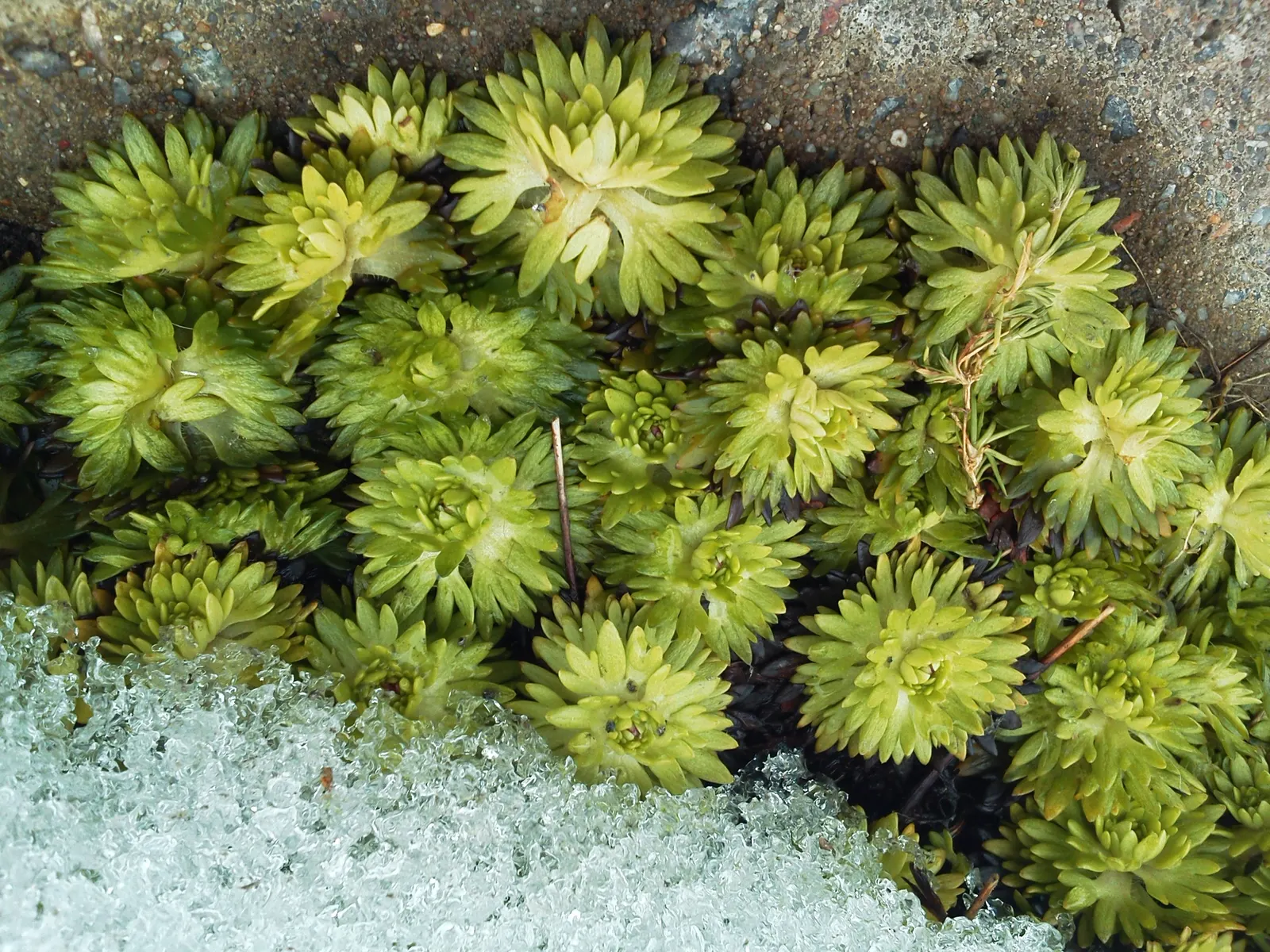 Rockfoil (Saxifraga X Arendsii) — Each plant produces delicate, five-petaled blooms that cluster on wiry stems well above the foliage; the foliage, image 140