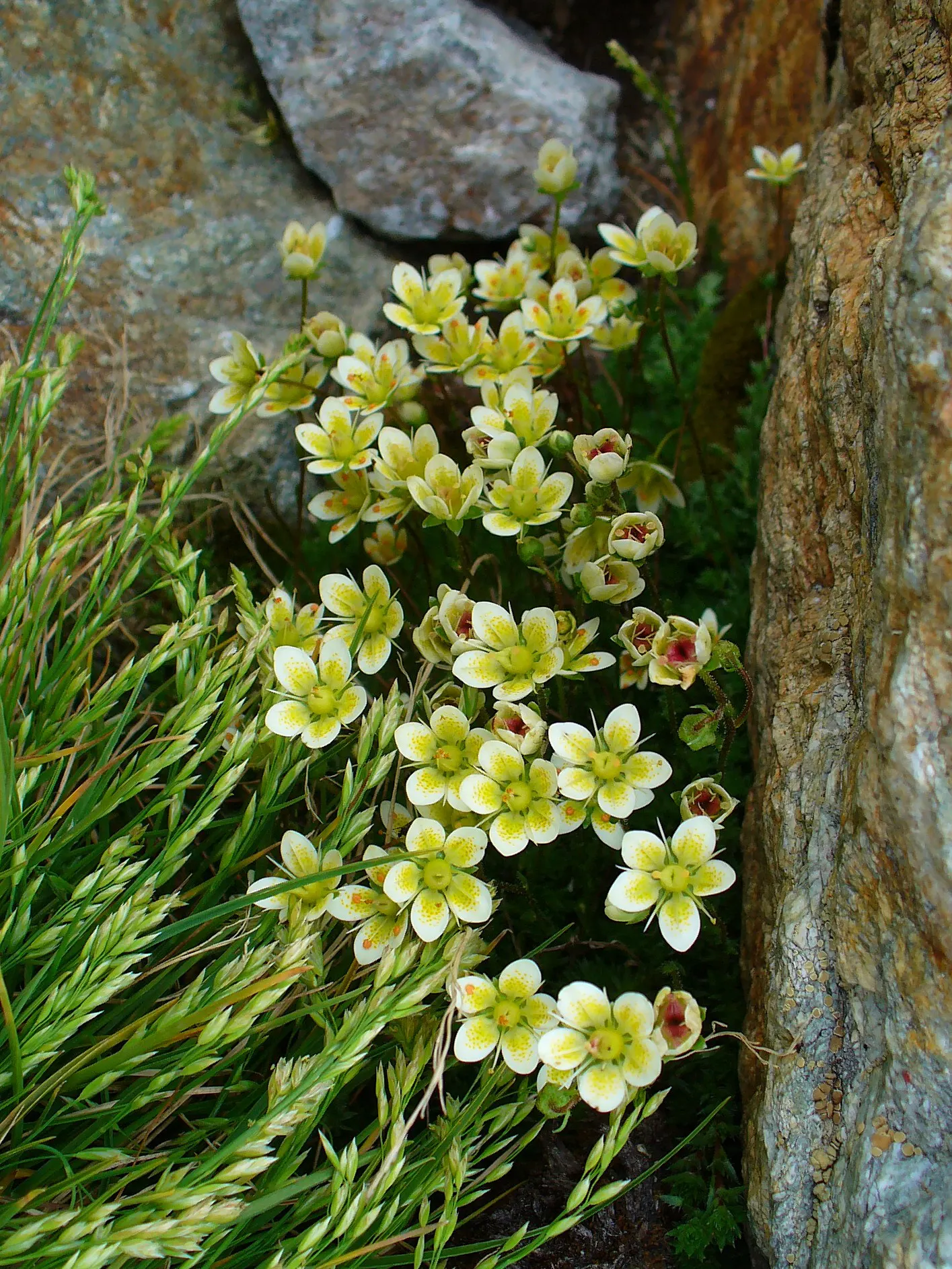 Rockfoil (Saxifraga X Arendsii) — moist soil and partial shade to full sun, image 67