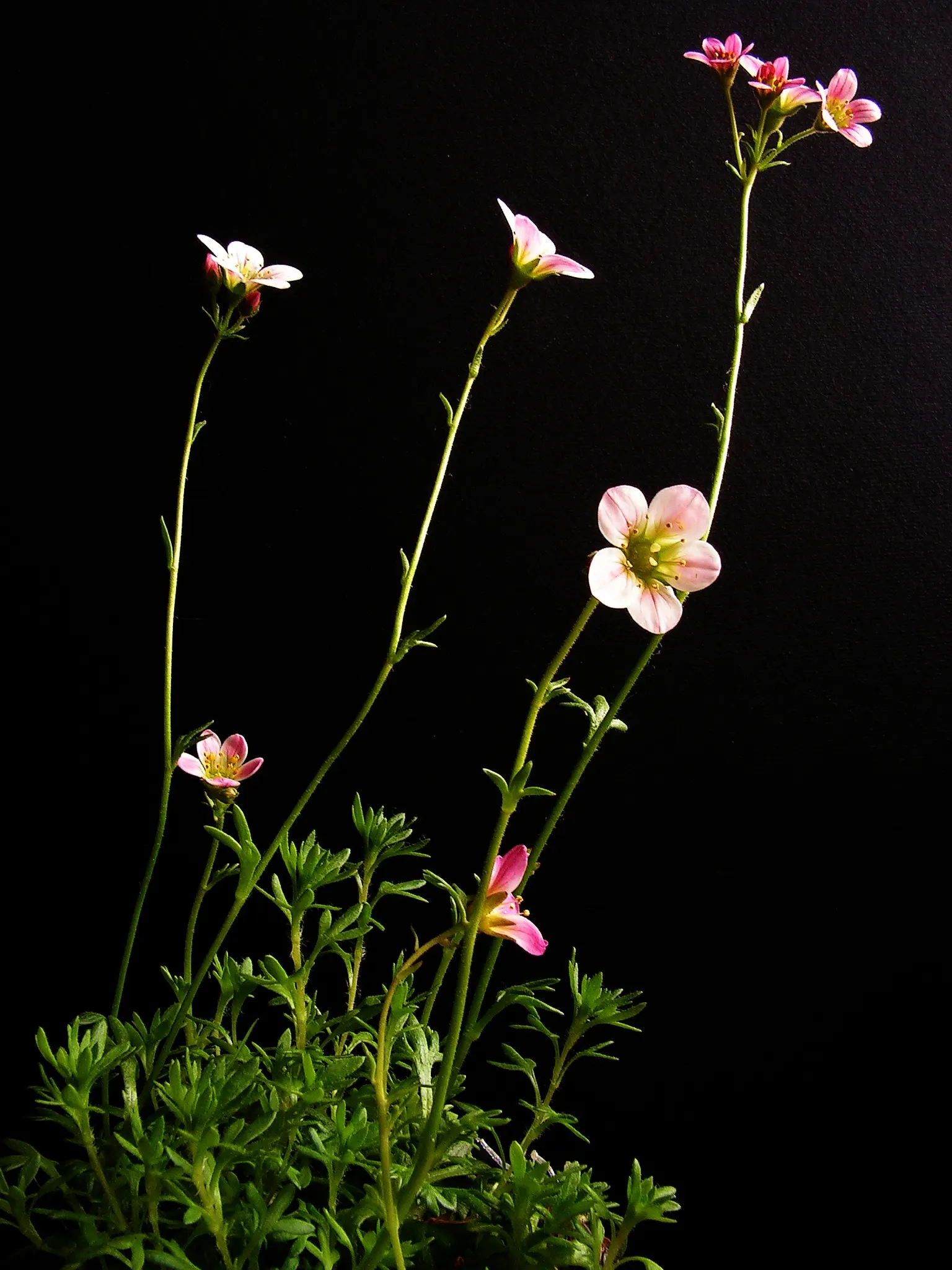 Rockfoil (Saxifraga X Arendsii) — The foliage of Saxifraga x arendsii is of particular interest, image 74