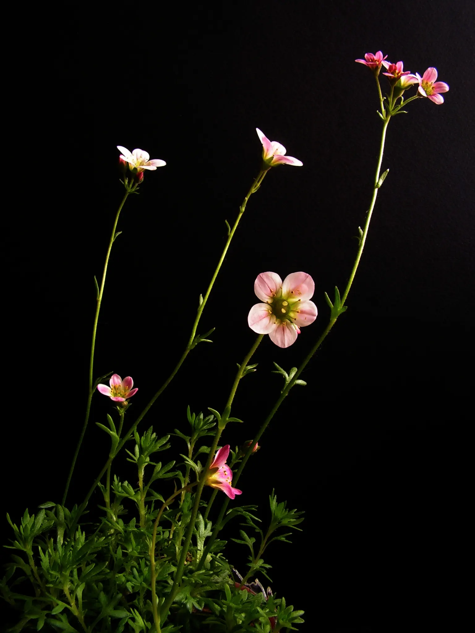 Rockfoil (Saxifraga X Arendsii) — making it a compact but impactful addition to the garden; moist soil and partial shade to full sun, image 136