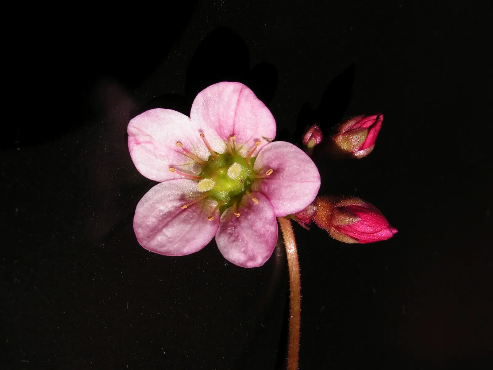 Rockfoil (Saxifraga X Arendsii) — It prefers cooler conditions and should be protected from the hot afternoon sun in warmer climates