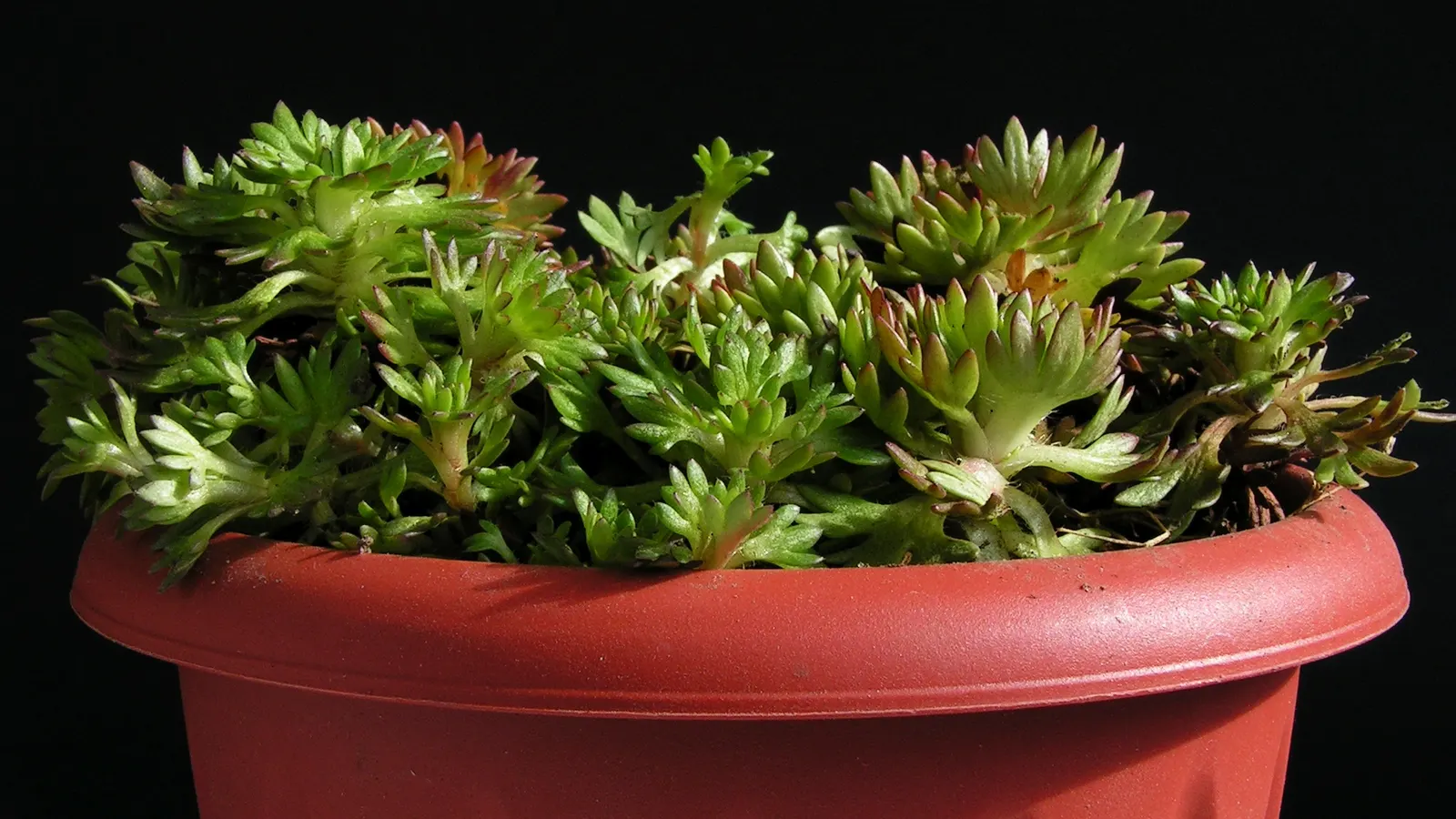 Rockfoil (Saxifraga X Arendsii) — star-shaped flowers in spring; the foliage of Saxifraga x arendsii is of particular interest, image 149