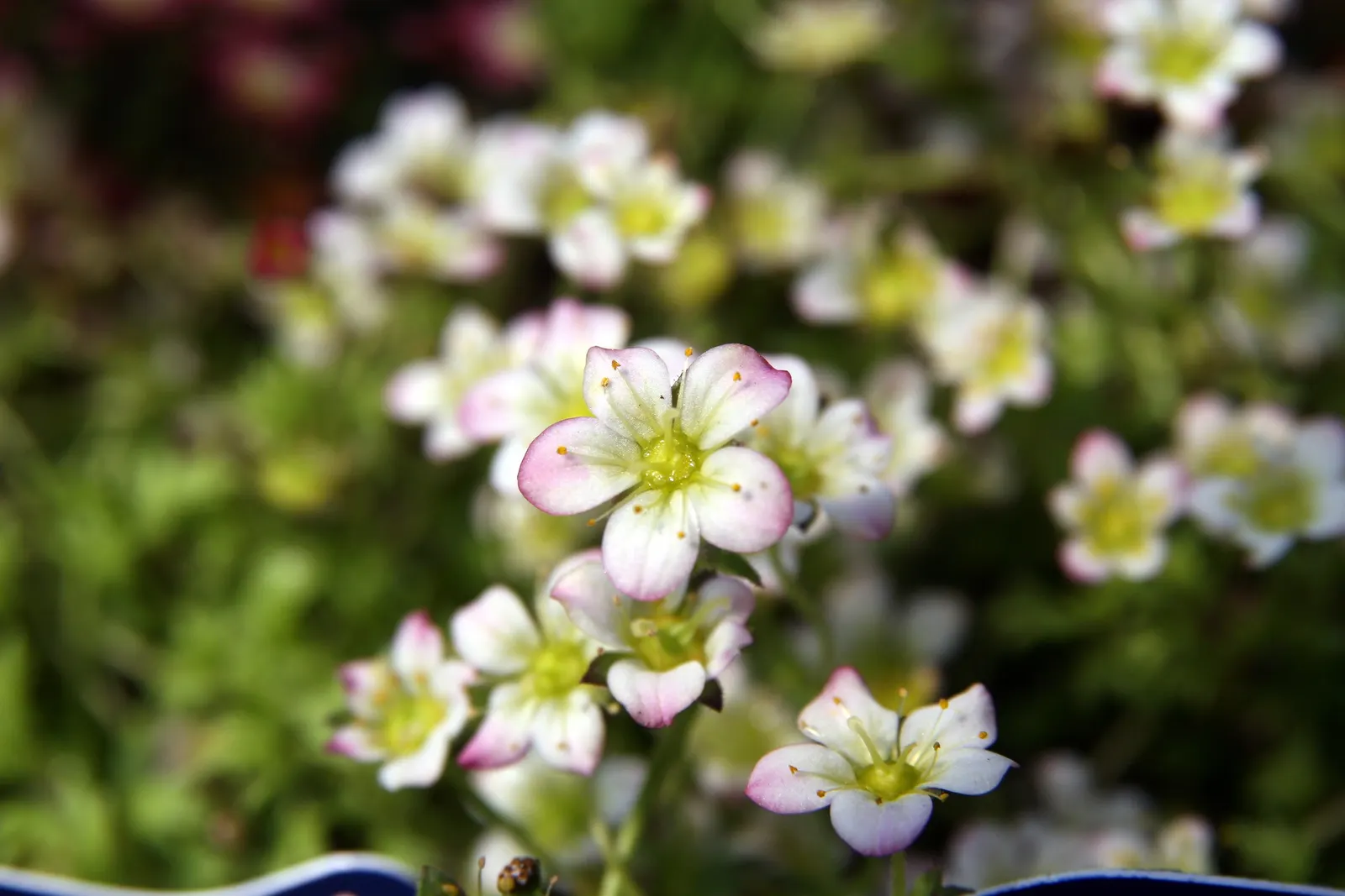 Rockfoil (Saxifraga X Arendsii) — moist soil and partial shade to full sun, image 109