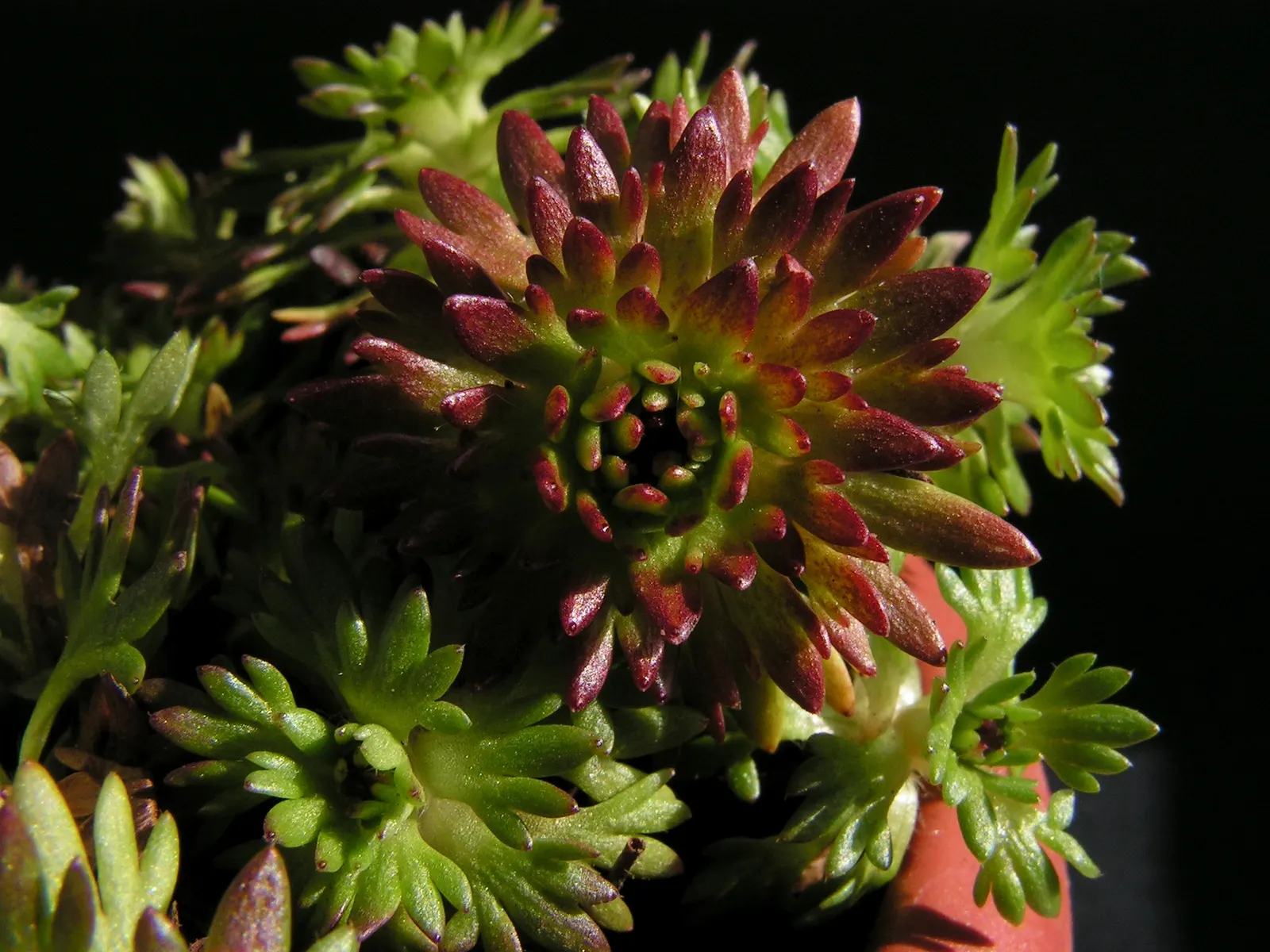 Rockfoil (Saxifraga X Arendsii) — white flowers in the garden; moist soil and partial shade to full sun, image 166