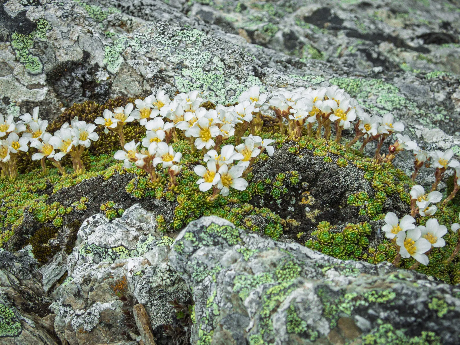 Rockfoil (Saxifraga X Arendsii) — Saxifraga x arendsii puts on a showy display of flowers; moist soil and partial shade to full sun, image 55