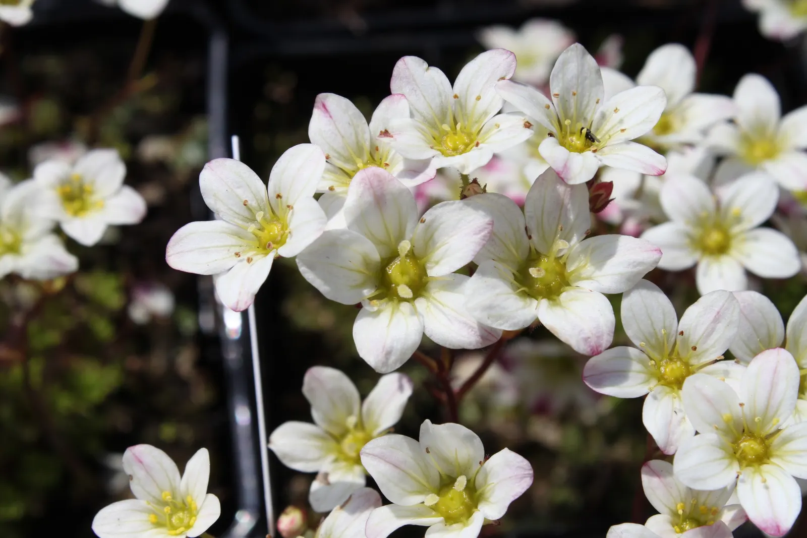 Rockfoil (Saxifraga X Arendsii) — star-shaped flowers in spring