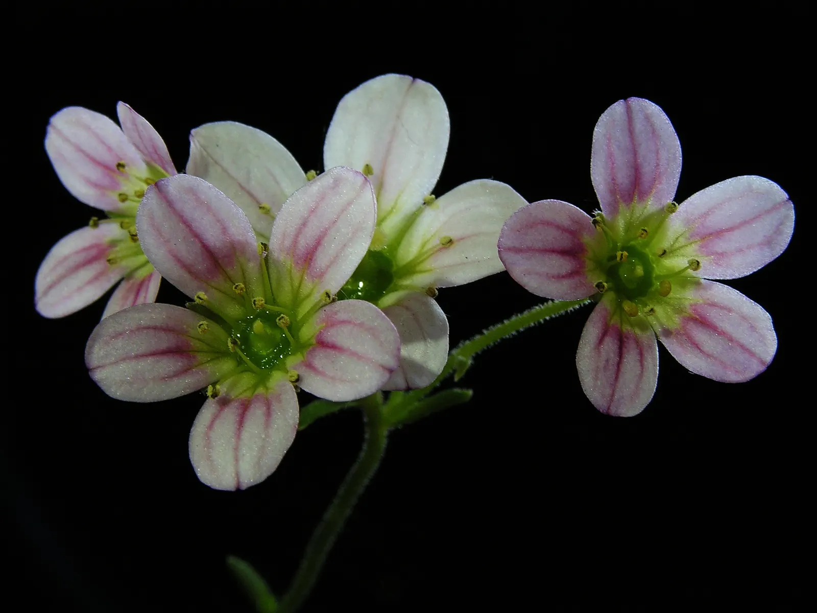 Rockfoil (Saxifraga X Arendsii) — Each plant produces delicate, five-petaled blooms that cluster on wiry stems well above the foliage; the foliage, image 98