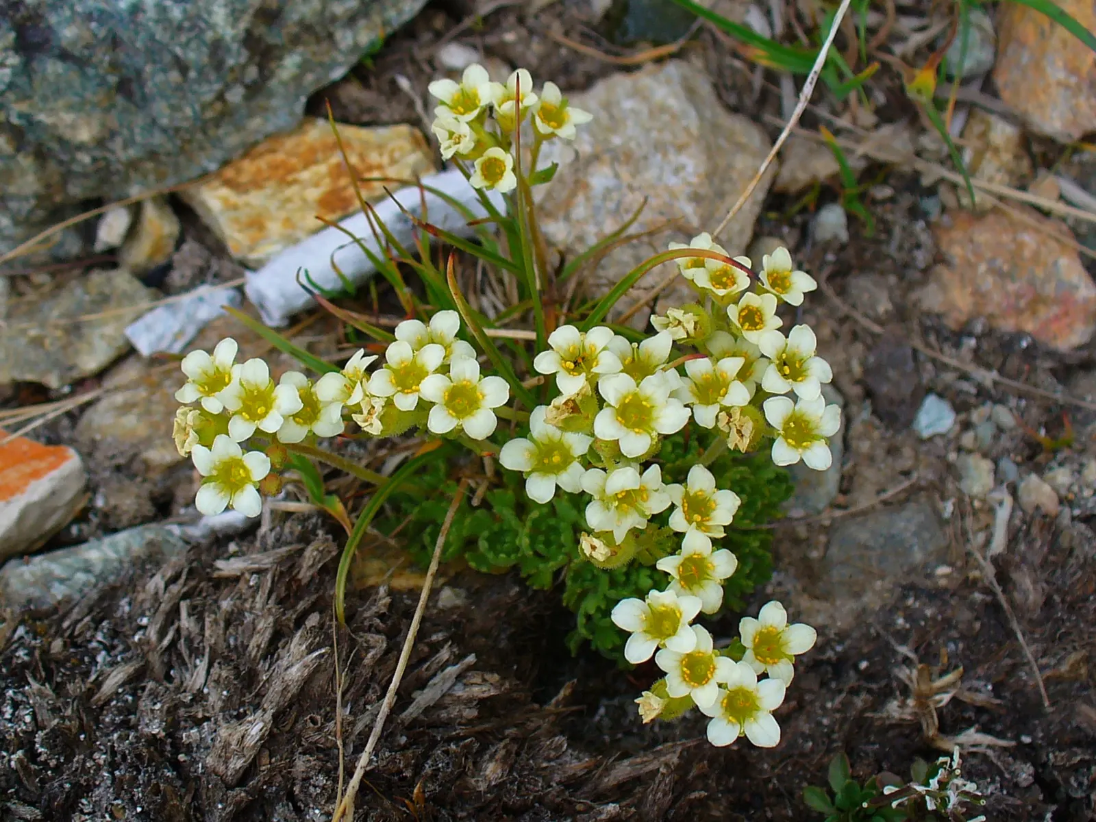 Rockfoil (Saxifraga X Arendsii) — With a preference for well-drained; it prefers cooler conditions and should be protected from the hot afternoon, image 87