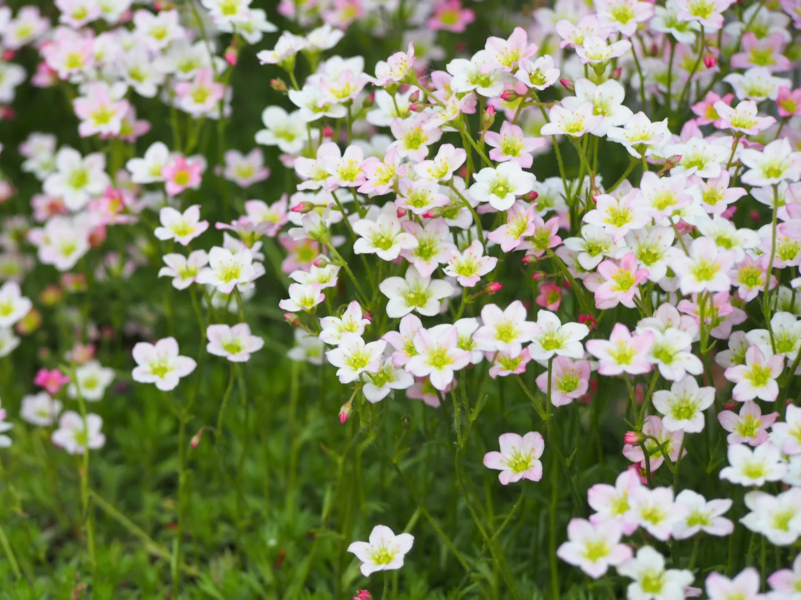 Rockfoil (Saxifraga X Arendsii) — rounded leaves that form a dense; it prefers cooler conditions and should be protected from the hot afternoon sun in warmer