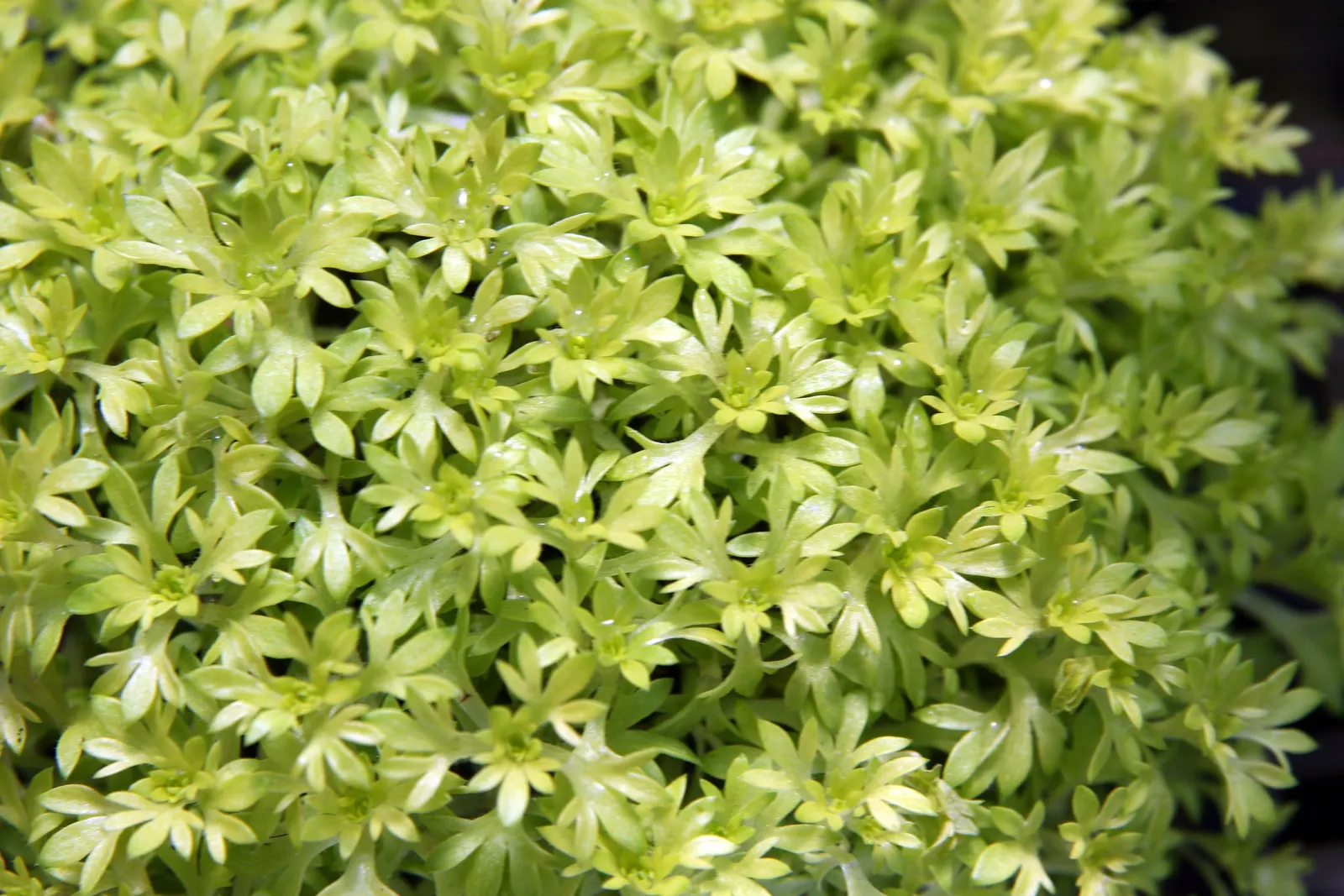 Rockfoil (Saxifraga X Arendsii) — this hardy plant thrives in USDA zones 4 through 8 and is an excellent choice for rock gardens; it prefers cooler, image 51