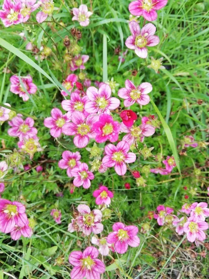 Rockfoil (Saxifraga X Arendsii) — Saxifraga x arendsii puts on a showy display of flowers; moist soil and partial shade to full sun, image 118