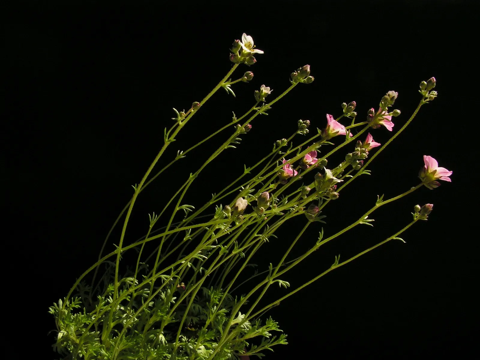 Rockfoil (Saxifraga X Arendsii) — white flowers in the garden; moist soil and partial shade to full sun