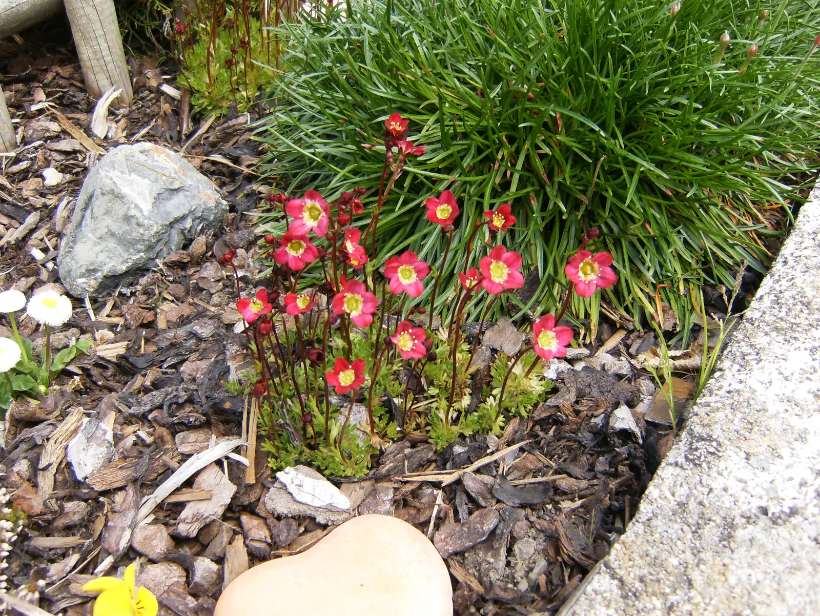 Rockfoil (Saxifraga X Arendsii) — requiring well-drained soil and even moisture; the foliage of Saxifraga x arendsii is of particular interest, image 164