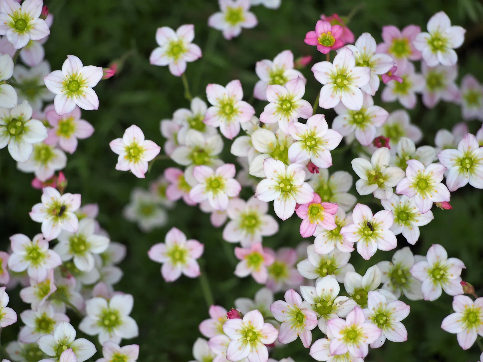 Rockfoil (Saxifraga X Arendsii) — ground cover / perennial with white blooms; the foliage of Saxifraga x arendsii is of particular interest, image 62