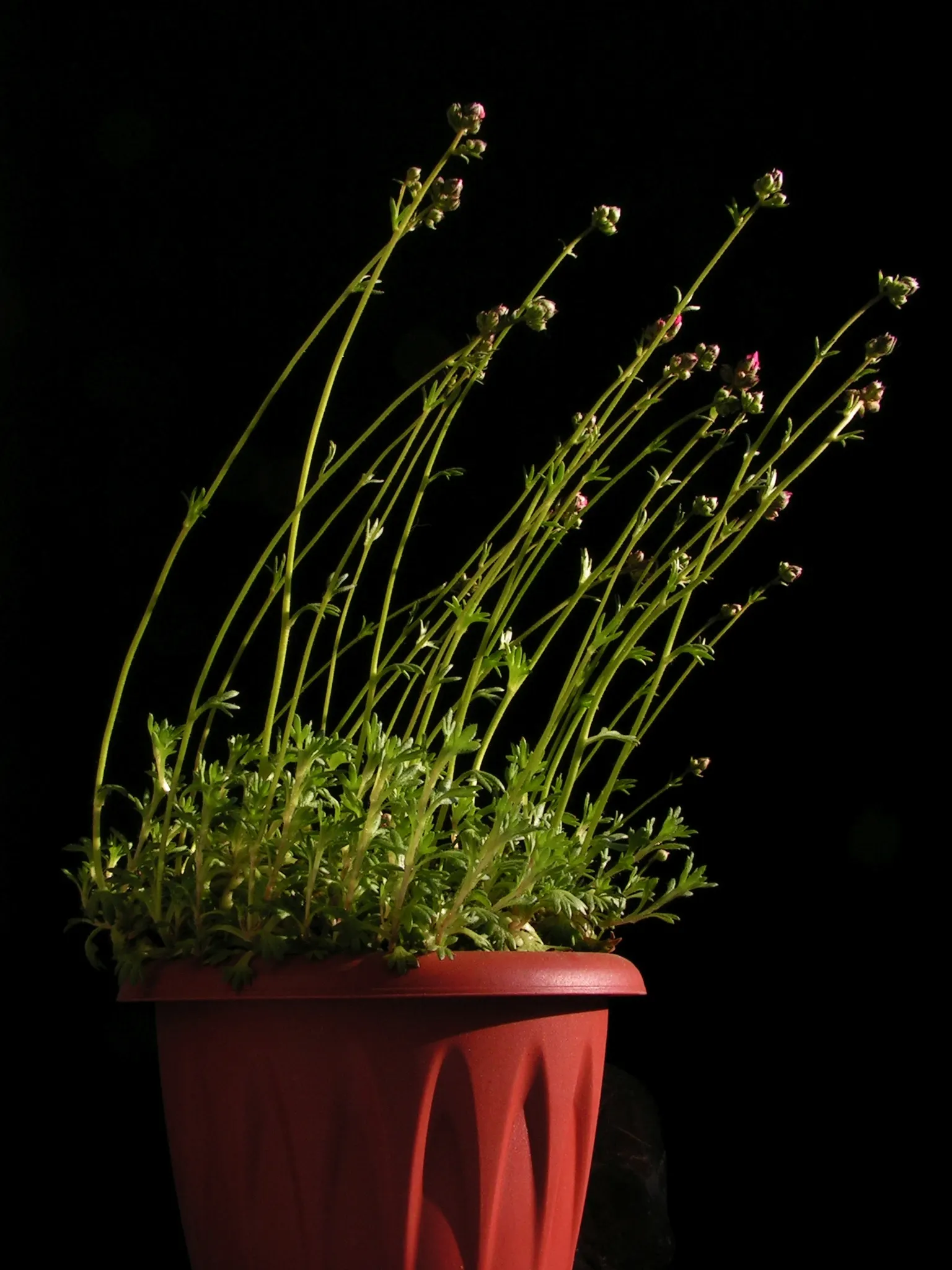 Rockfoil (Saxifraga X Arendsii) — The foliage of Saxifraga x arendsii is of particular interest, image 116