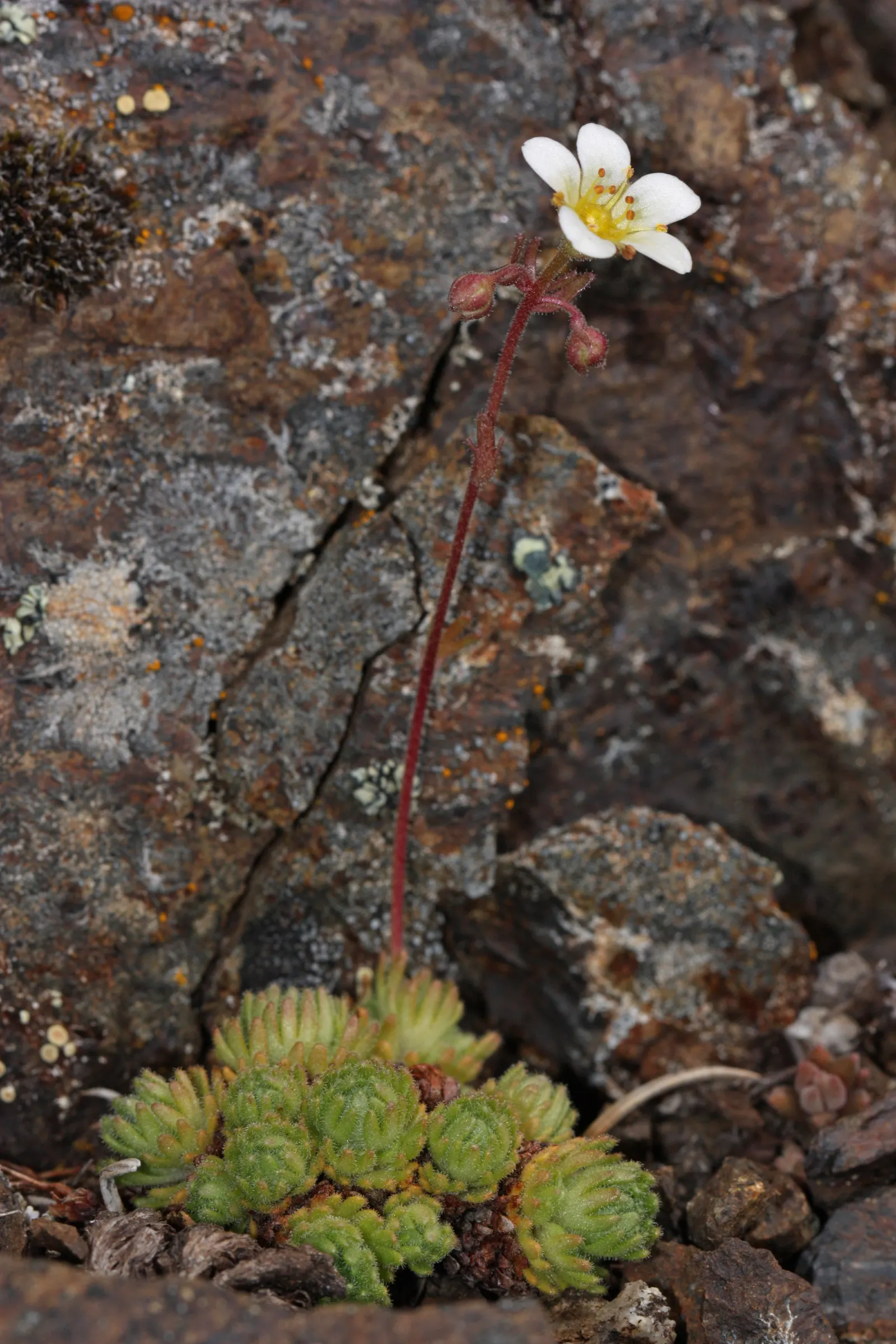 Rockfoil (Saxifraga X Arendsii) — The flowers can come in a range of colors including white; it prefers cooler conditions and should be protected, image 78