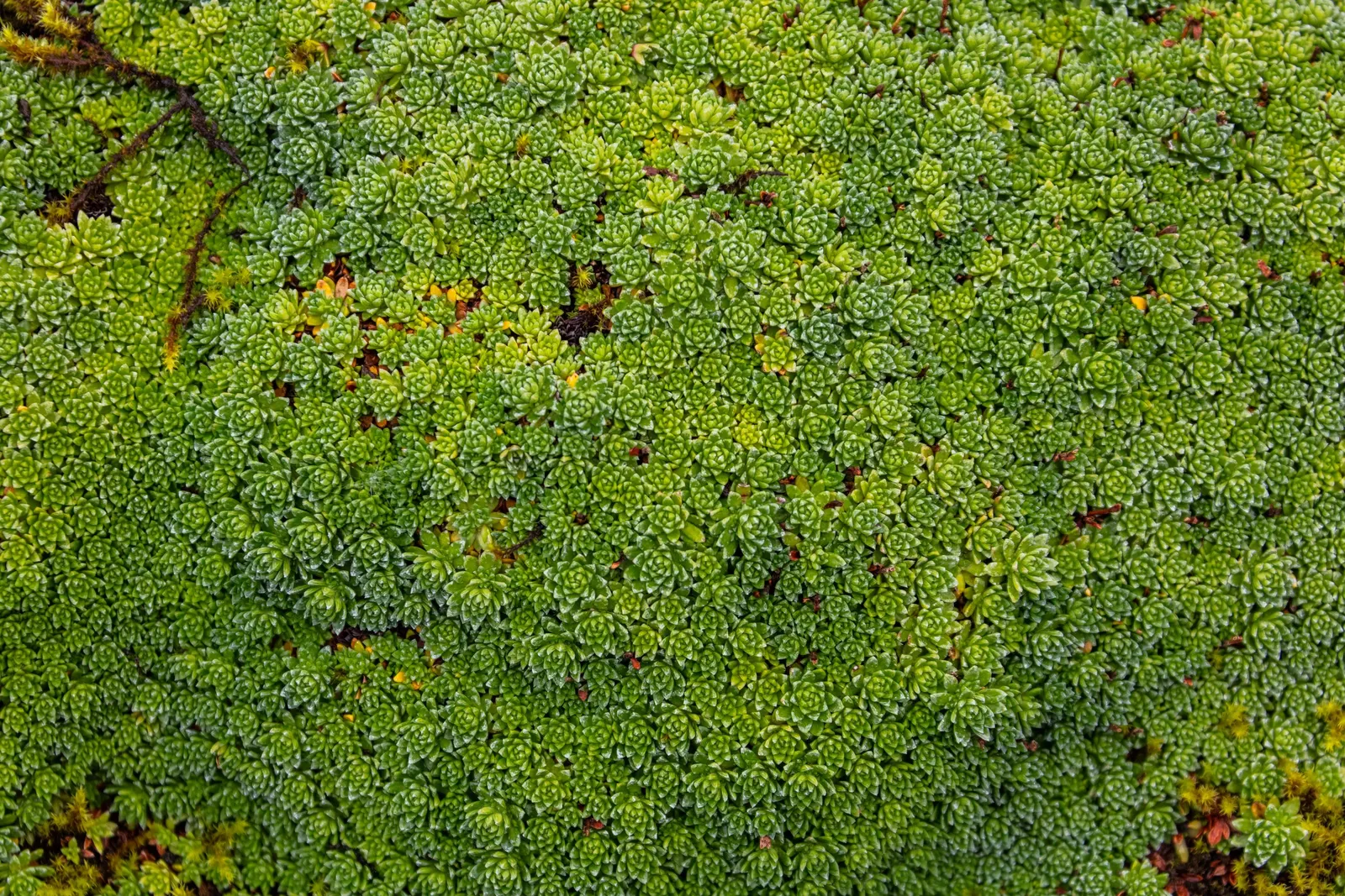 Rockfoil (Saxifraga X Arendsii) — rounded leaves that form a dense; it prefers cooler conditions and should be protected from the hot afternoon sun, image 117