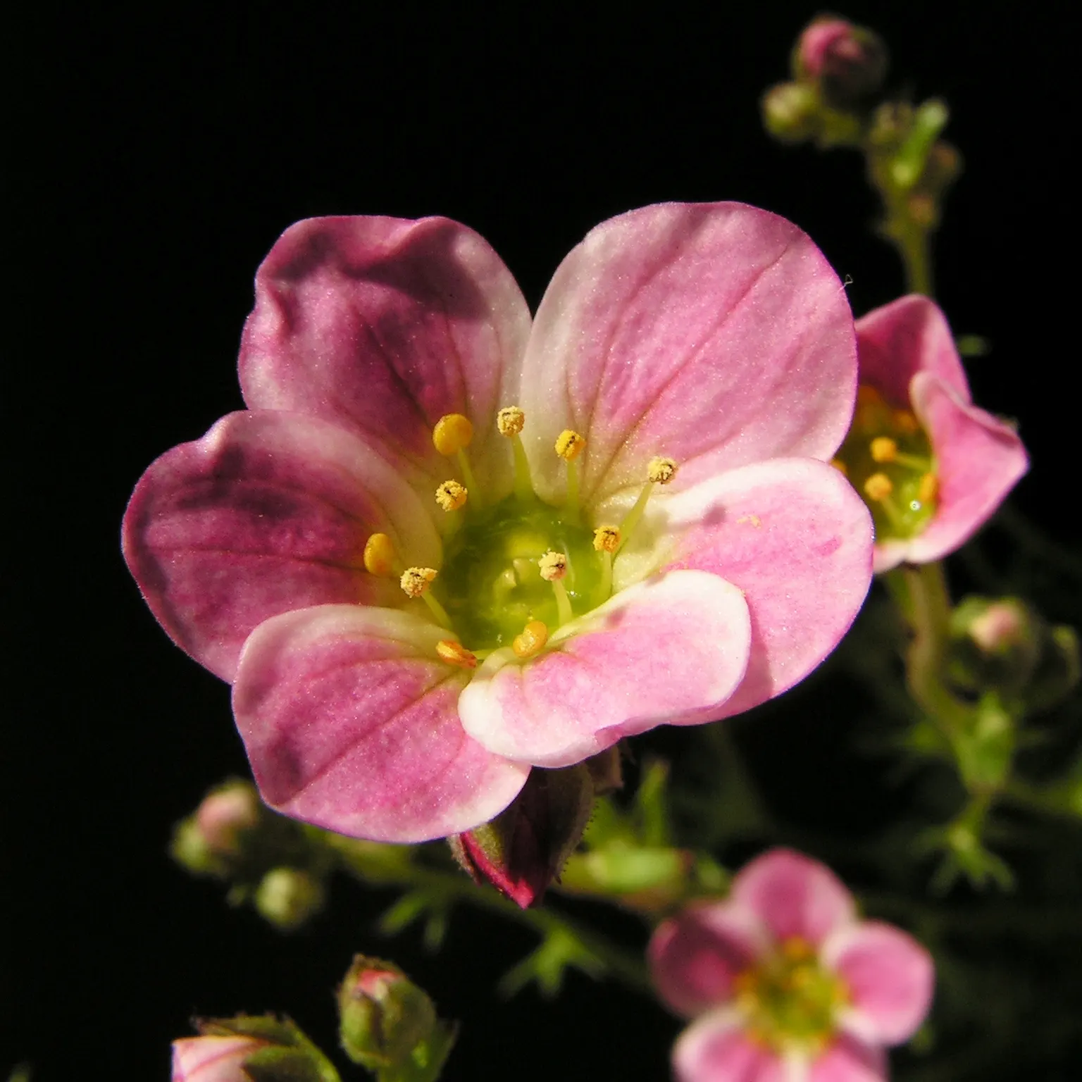 Rockfoil (Saxifraga X Arendsii) — Belonging to the Saxifragaceae family; the foliage of Saxifraga x arendsii is of particular interest, image 92