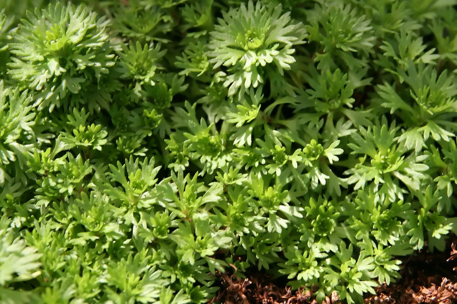 Rockfoil (Saxifraga X Arendsii) — requiring well-drained soil and even moisture; the foliage of Saxifraga x arendsii is of particular interest, image 59