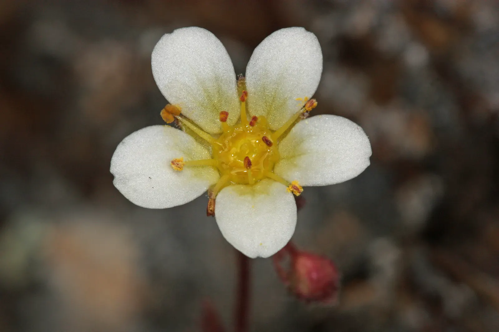 Rockfoil (Saxifraga X Arendsii) — offering a charming ground cover that is both hardy and low maintenance