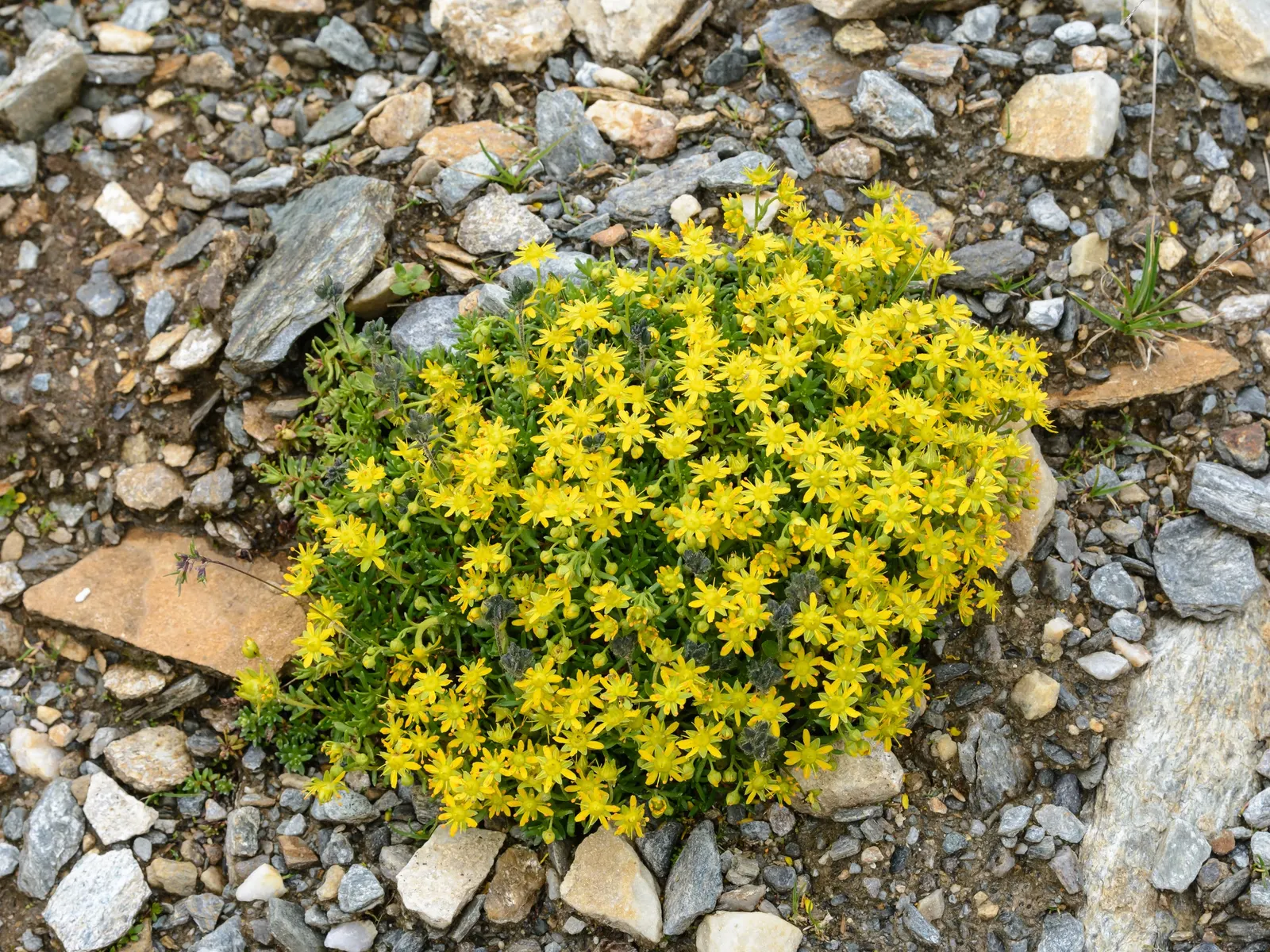 Rockfoil (Saxifraga X Arendsii) — Saxifraga x arendsii, commonly known as Rockfoil, is a resilient perennial ideal for rock gardens; moist soil and, image 127