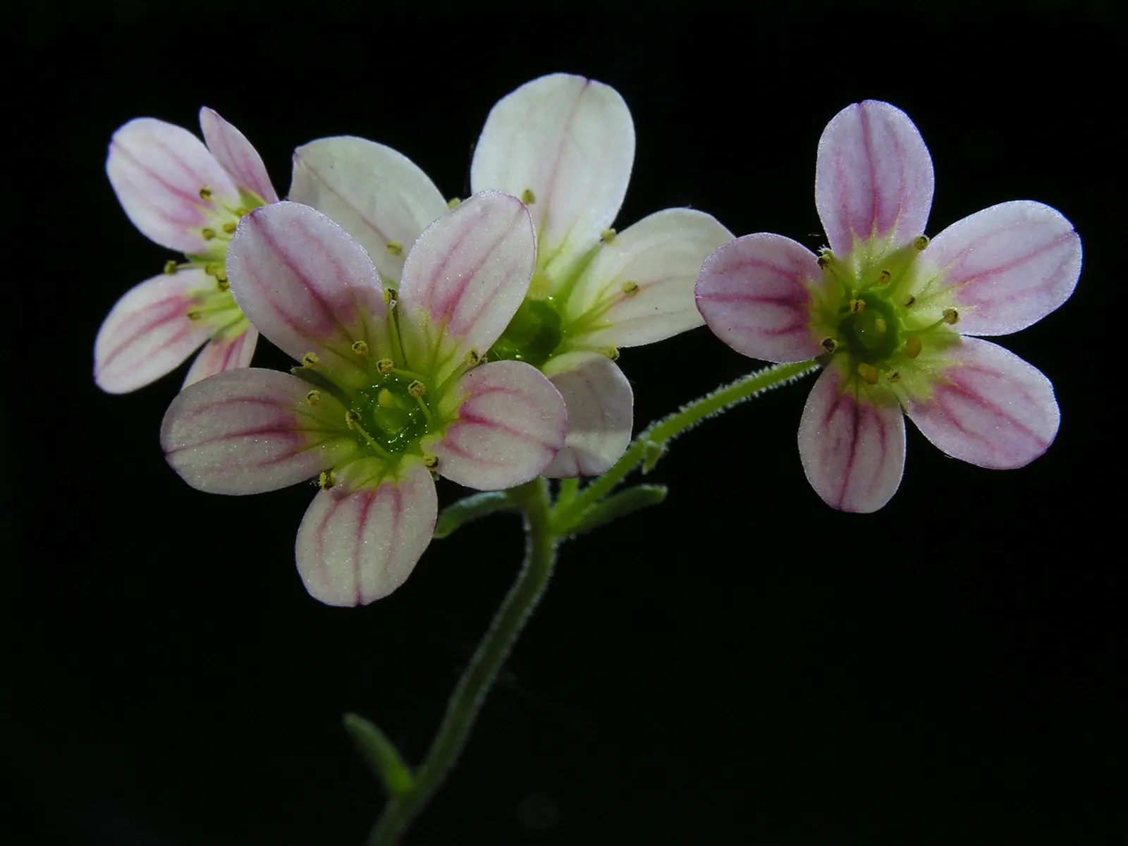 Rockfoil (Saxifraga X Arendsii) — ground cover / perennial for deep shade or shade; it prefers cooler conditions and should be protected from the, image 147
