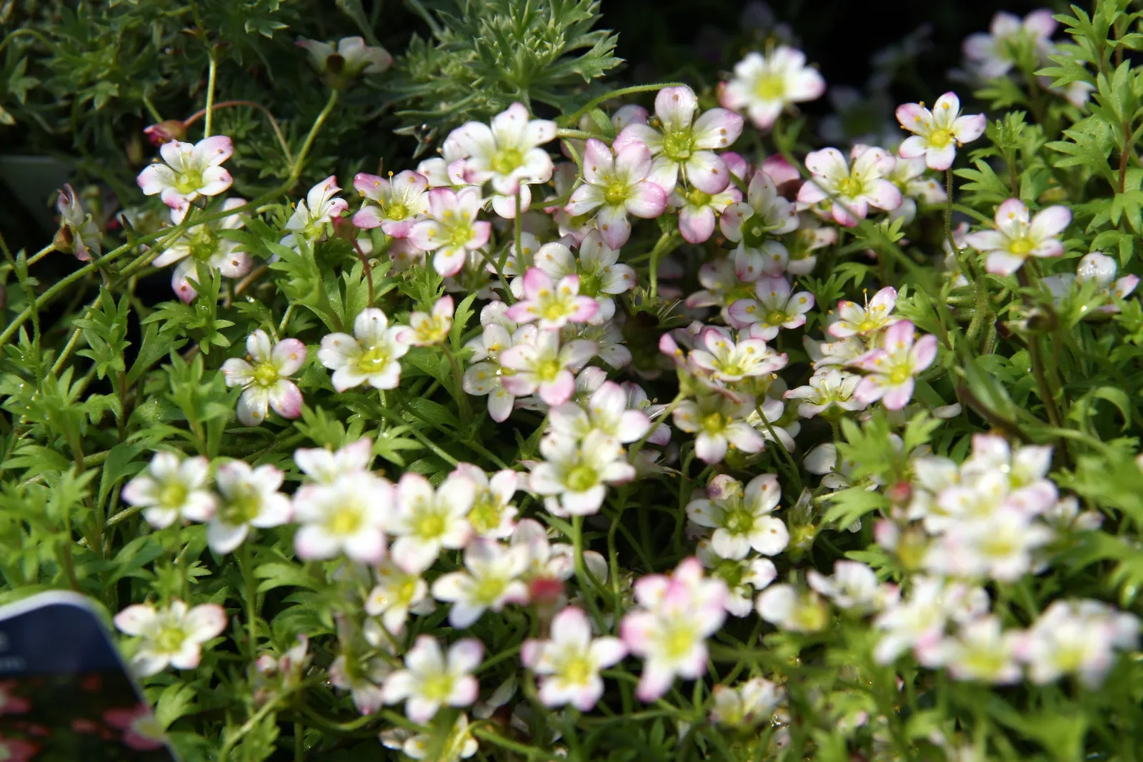 Rockfoil (Saxifraga X Arendsii) — and occasionally feature subtle spotting or streaks; moist soil and partial shade to full sun, image 100
