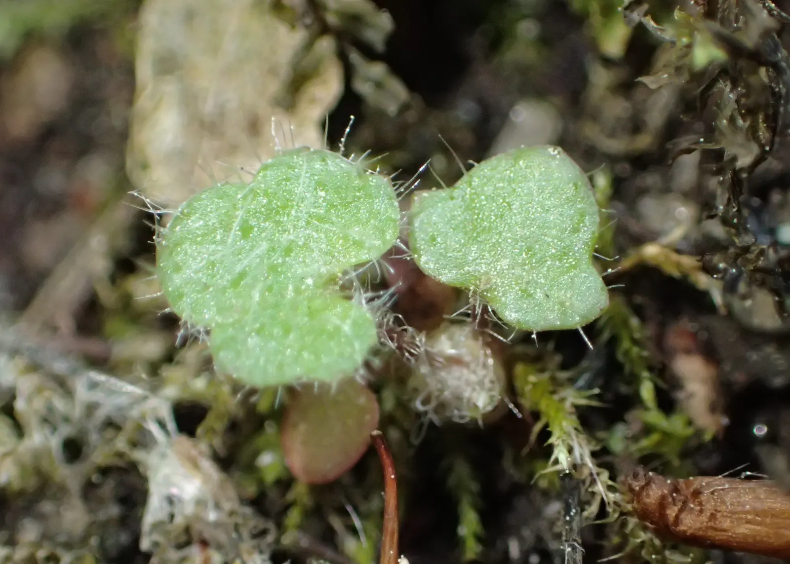 Rockfoil (Saxifraga X Arendsii) — star-shaped flowers in spring; the foliage of Saxifraga x arendsii is of particular interest, image 86