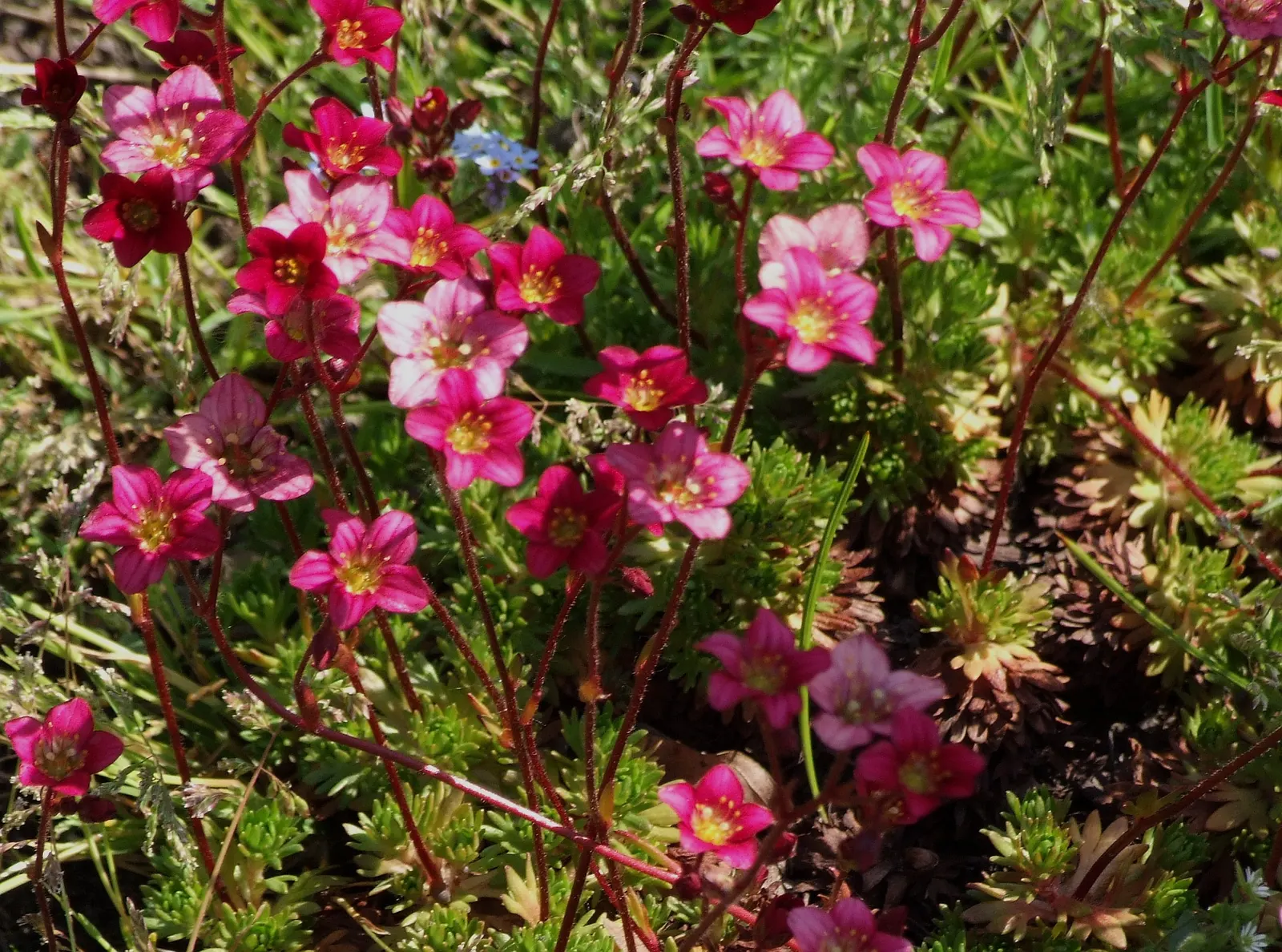Rockfoil (Saxifraga X Arendsii) — and occasionally feature subtle spotting or streaks; moist soil and partial shade to full sun, image 79