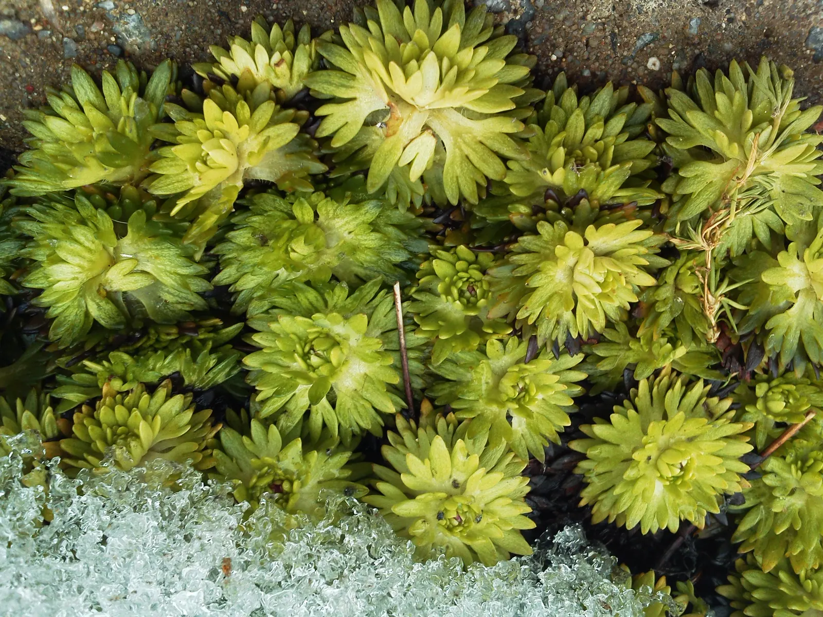 Rockfoil (Saxifraga X Arendsii) — The foliage of Saxifraga x arendsii is of particular interest