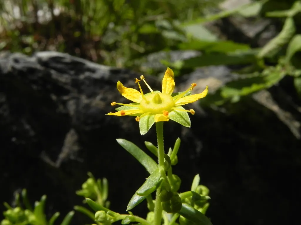 Rockfoil (Saxifraga X Arendsii) — and occasionally feature subtle spotting or streaks; moist soil and partial shade to full sun, image 163