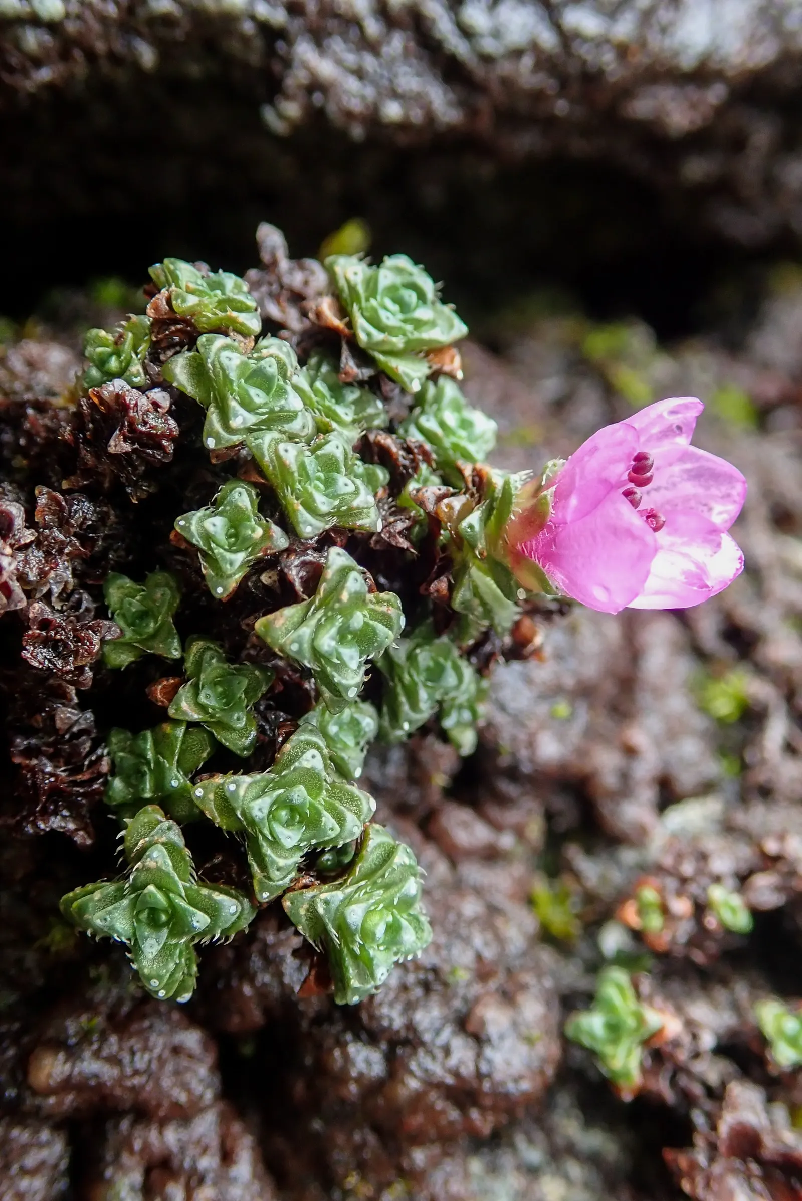 Rockfoil (Saxifraga X Arendsii) — requiring well-drained soil and even moisture