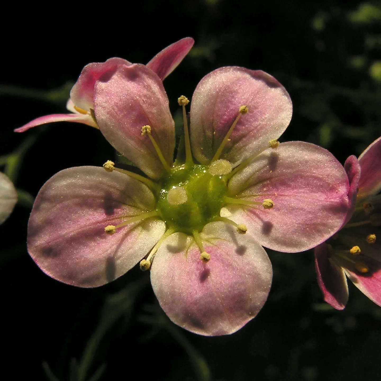 Rockfoil (Saxifraga X Arendsii) — Saxifraga x arendsii, commonly known as Rockfoil, is a resilient perennial ideal for rock gardens; moist soil and, image 85