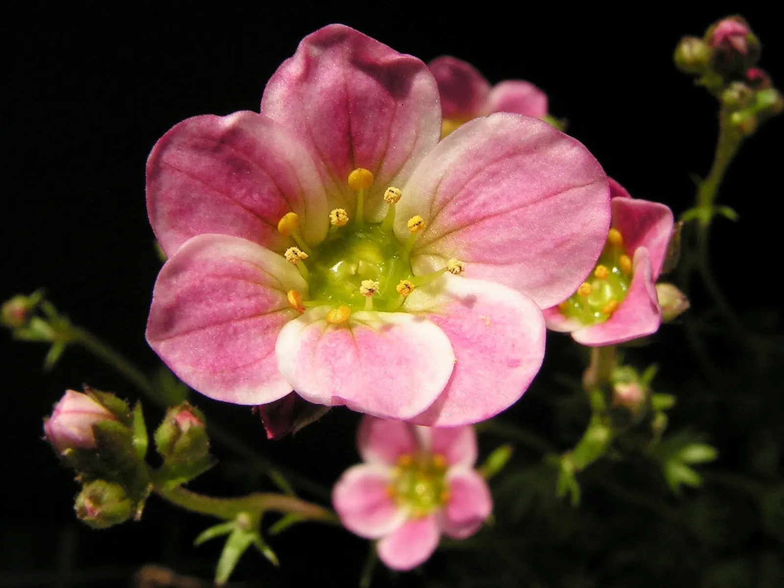 Rockfoil (Saxifraga X Arendsii) — The flowers can come in a range of colors including white; it prefers cooler conditions and should be protected, image 99