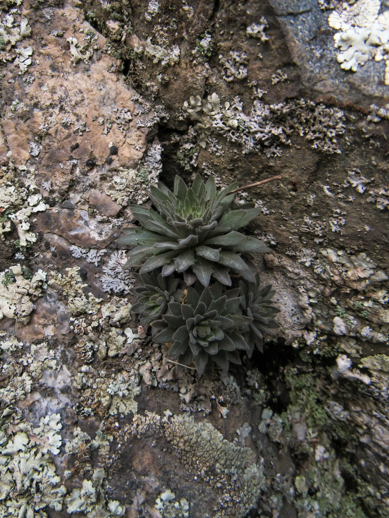 Rockfoil (Saxifraga X Arendsii) — Saxifraga x arendsii puts on a showy display of flowers; moist soil and partial shade to full sun, image 97