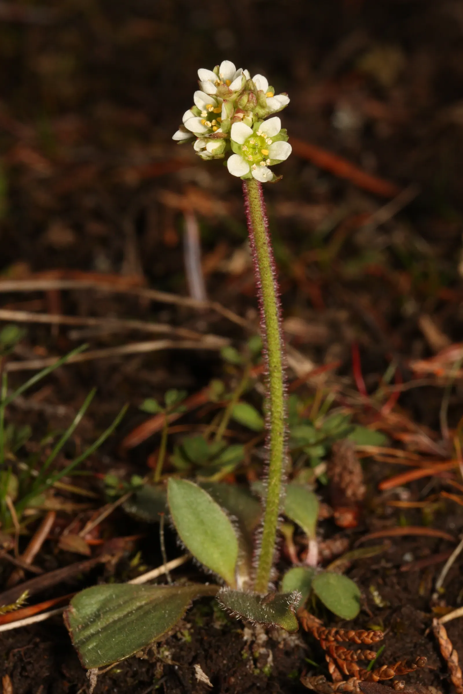 Rockfoil (Saxifraga X Arendsii) — this hardy plant thrives in USDA zones 4 through 8 and is an excellent choice for rock gardens; it prefers cooler, image 93