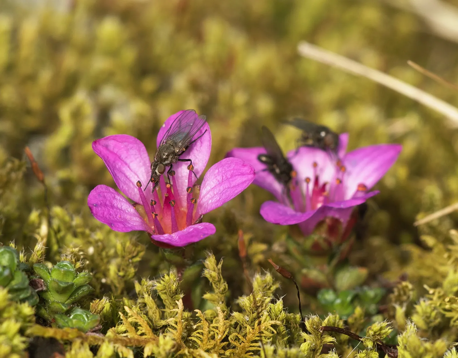 Rockfoil (Saxifraga X Arendsii) — It prefers cooler conditions and should be protected from the hot afternoon sun in warmer climates, image 102
